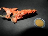 Pycnoporus sanguineus image