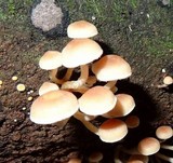 Hypholoma subviride image