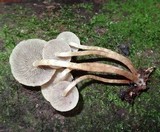 Hypholoma subviride image