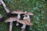 Echinoderma asperum image