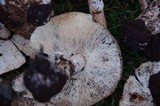 Echinoderma asperum image