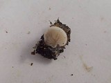 Cheimonophyllum candidissimum image