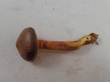 Chroogomphus ochraceus image