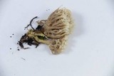 Clavulina coralloides image