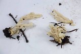 Clavulina rugosa image