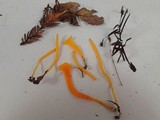 Clavulinopsis laeticolor image