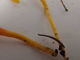 Clavulinopsis laeticolor image