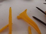 Clavulinopsis laeticolor image
