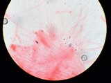 Mycena amicta image