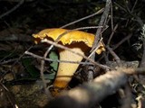 Cantharellus formosus image