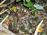 Cantharellus formosus image