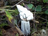 Hypomyces cervinigenus image