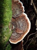 Cerrena sclerodepsis image