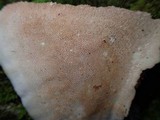 Cerrena sclerodepsis image