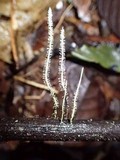 Xylaria moelleroclavus image