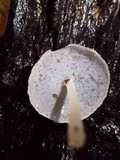 Filoboletus gracilis image
