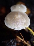 Filoboletus gracilis image