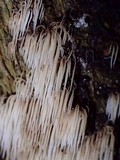 Deflexula subsimplex image