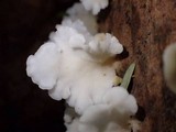 Lentinus copulatus image