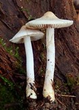 Inocybe ionocephala image