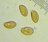 Inocybe ionocephala image