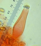 Inocybe ionocephala image