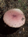 Callistosporium terrigenum image