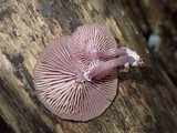 Callistosporium terrigenum image