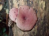 Callistosporium terrigenum image