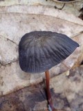 Marasmius trinitatis image