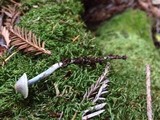 Mycena amicta image