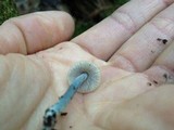 Mycena amicta image