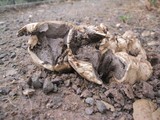 Scleroderma cepa image