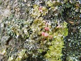 Illosporiopsis christiansenii image