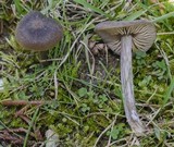 Entoloma sericeum image
