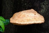 Piptoporus australiensis image
