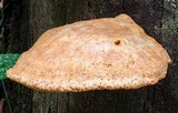 Piptoporus australiensis image