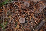 Lactarius hibbardae image