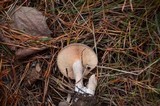 Lactarius hibbardae image