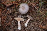 Lactarius hibbardae image