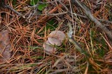 Lactarius hibbardae image