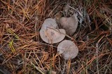 Lactarius hibbardae image