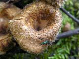 Lentinus crinitus image