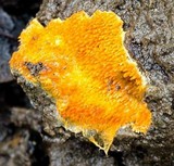 Hydnophlebia chrysorhiza image