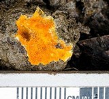 Hydnophlebia chrysorhiza image