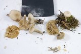 Clitocybe fragrans image