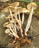 Gymnopus confluens image