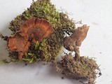 Coltricia perennis image
