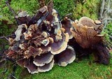 Hydnellum concrescens image