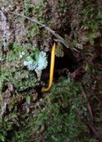 Clavulinopsis laeticolor image